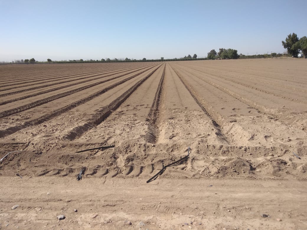 Formadora de Cama y colocación de cintas de riego